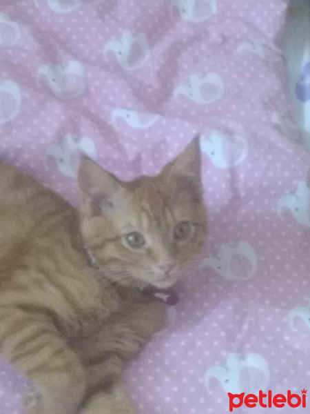 Sarman, Kedi  Şanslı fotoğrafı