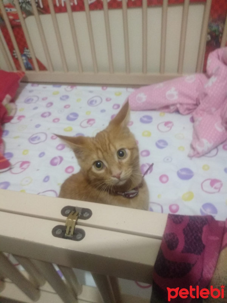 Sarman, Kedi  Şanslı fotoğrafı