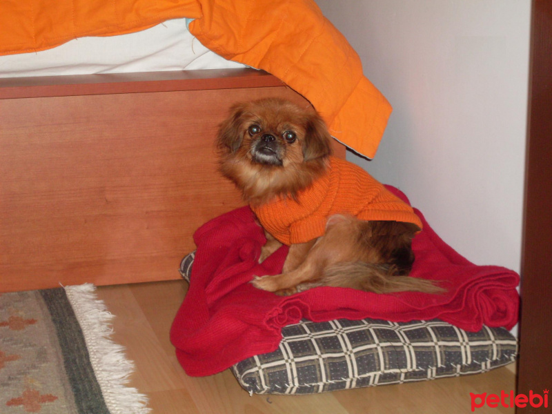 Pekingese, Köpek  Şımarık fotoğrafı