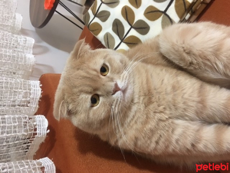 Scottish Fold, Kedi  MESSİ fotoğrafı