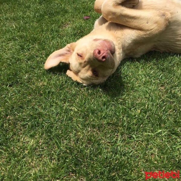 Sokö (Sokak Köpeği), Köpek  Max fotoğrafı