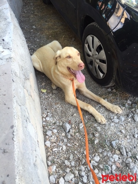 Sokö (Sokak Köpeği), Köpek  Max fotoğrafı