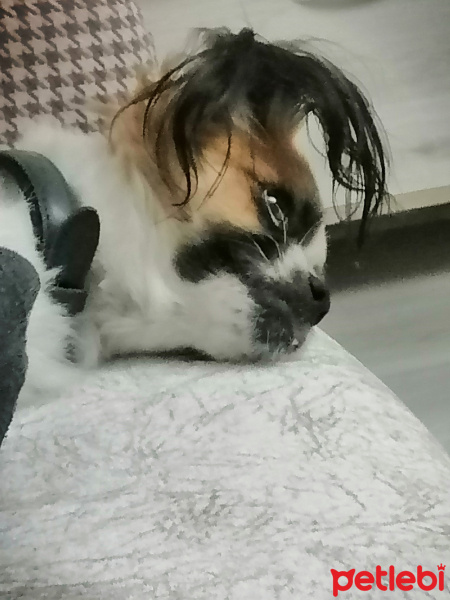 Tibetli Spaniel, Köpek  Lokum fotoğrafı