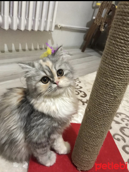 Chinchilla, Kedi  Eylül fotoğrafı