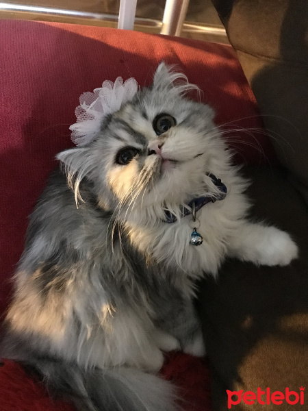 Chinchilla, Kedi  Eylül fotoğrafı