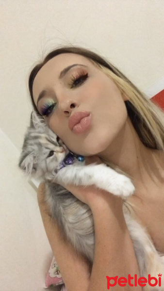 Chinchilla, Kedi  Eylül fotoğrafı