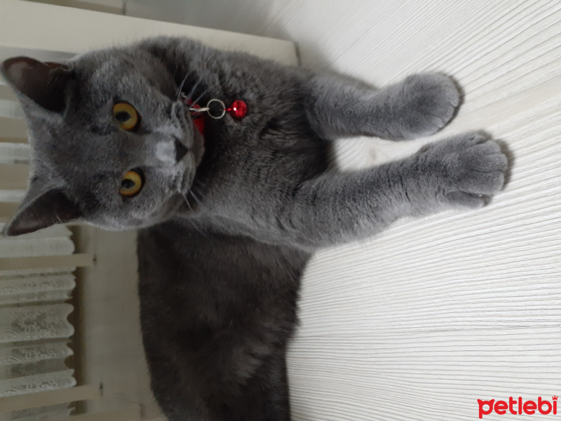British Shorthair, Kedi  LUNA fotoğrafı