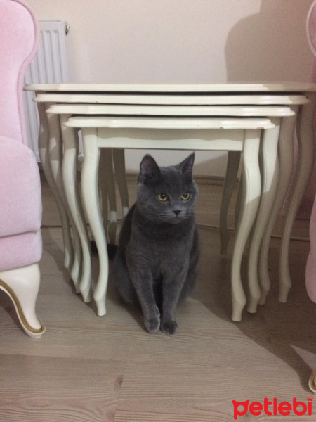 British Shorthair, Kedi  LUNA fotoğrafı
