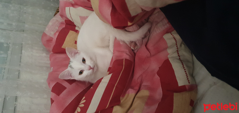 Tekir Kedi, Kedi  Gorbi fotoğrafı