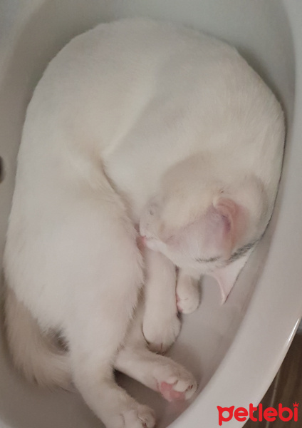 Tekir Kedi, Kedi  Gorbi fotoğrafı