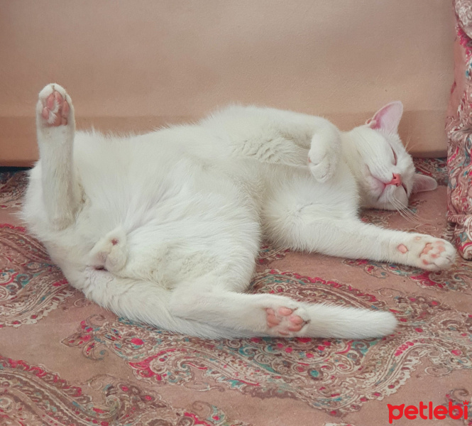 Tekir Kedi, Kedi  Gorbi fotoğrafı