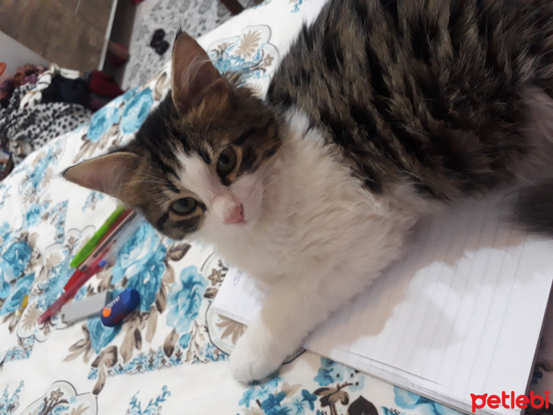 Tekir Kedi, Kedi  Mia fotoğrafı