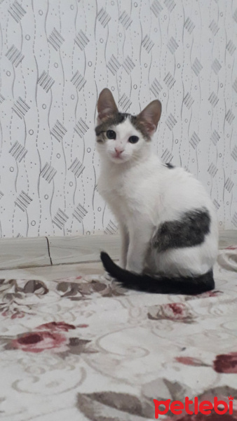 Tekir Kedi, Kedi  Ponçik fotoğrafı