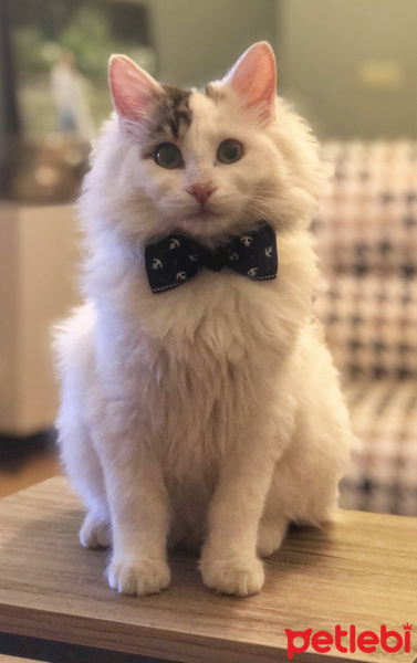 Tekir Kedi, Kedi  Schatzi fotoğrafı