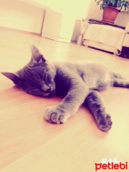 British Shorthair, Kedi  Duman fotoğrafı