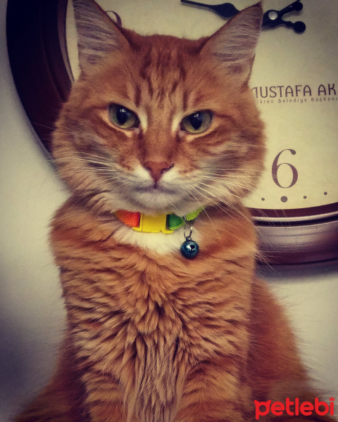 Sarman, Kedi  T@rçın fotoğrafı