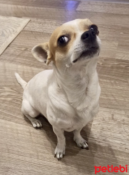 Chihuahua, Köpek  Herkül fotoğrafı