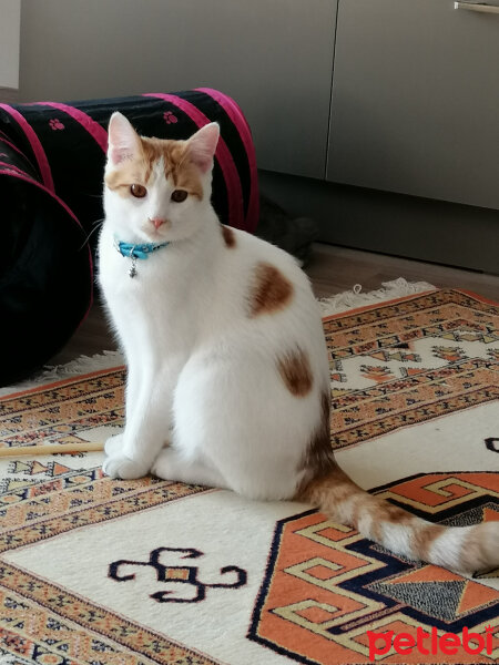 Sarman, Kedi  Bal fotoğrafı