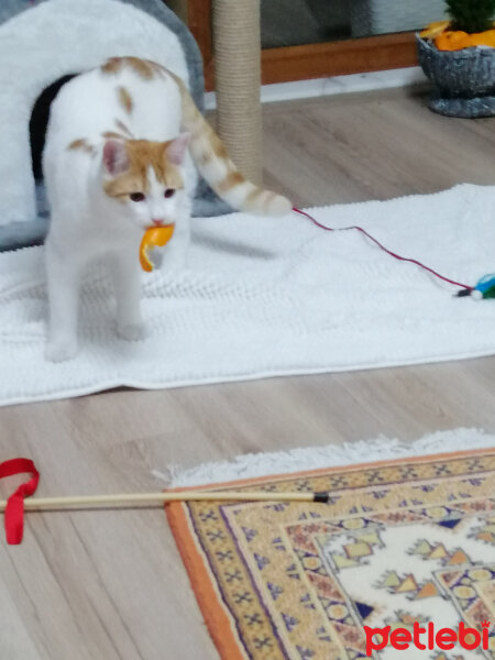 Sarman, Kedi  Bal fotoğrafı