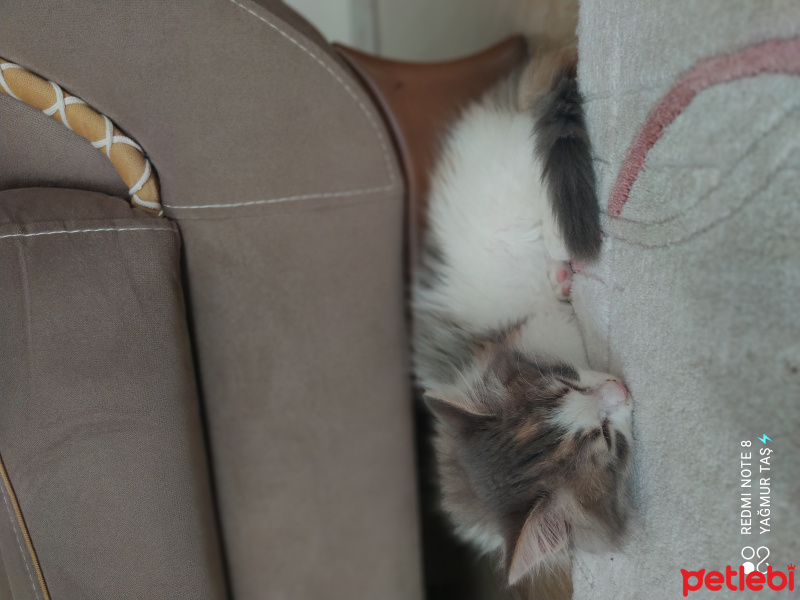 Sarman, Kedi  Mia fotoğrafı