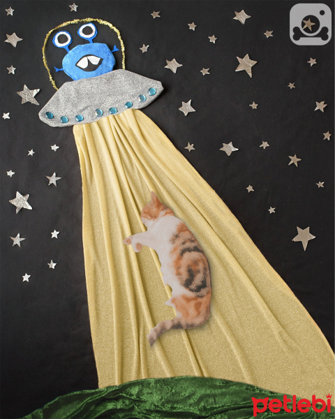 Tekir Kedi, Kedi  Mocha fotoğrafı