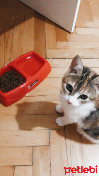 Tekir Kedi, Kedi  Mocha fotoğrafı