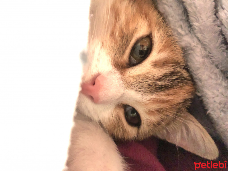 Tekir Kedi, Kedi  Mocha fotoğrafı