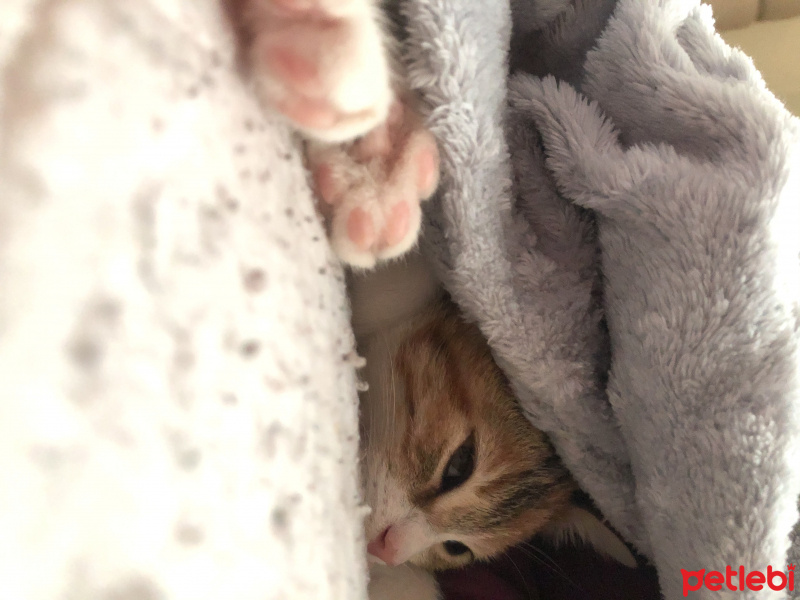 Tekir Kedi, Kedi  Mocha fotoğrafı