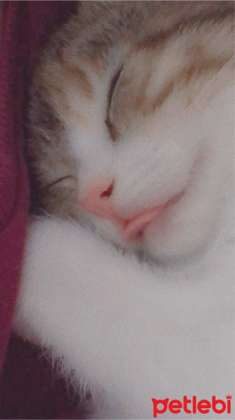 Tekir Kedi, Kedi  Mocha fotoğrafı