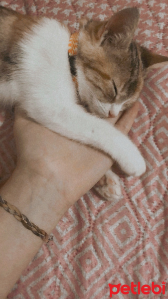 Tekir Kedi, Kedi  Mocha fotoğrafı