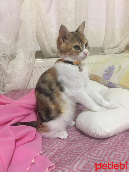 Tekir Kedi, Kedi  Mocha fotoğrafı