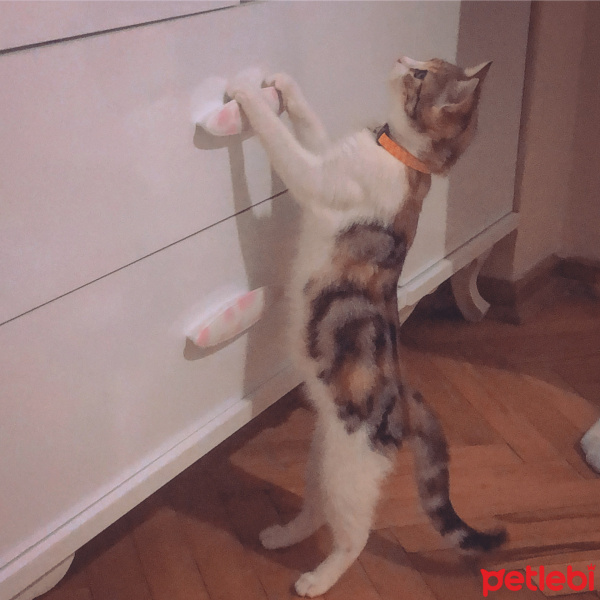 Tekir Kedi, Kedi  Mocha fotoğrafı