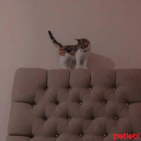Tekir Kedi, Kedi  Mocha fotoğrafı