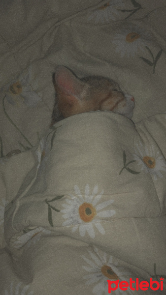 Tekir Kedi, Kedi  Mocha fotoğrafı