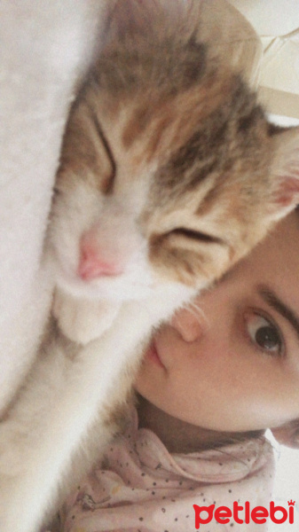 Tekir Kedi, Kedi  Mocha fotoğrafı