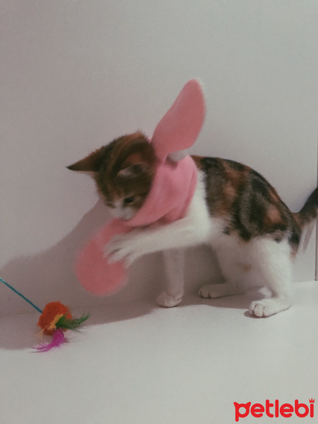 Tekir Kedi, Kedi  Mocha fotoğrafı