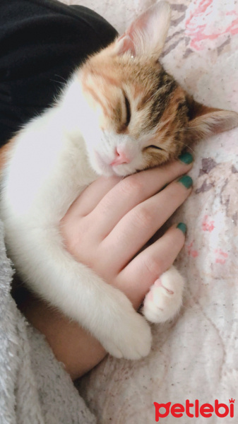 Tekir Kedi, Kedi  Mocha fotoğrafı