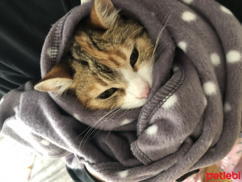 Tekir Kedi, Kedi  Mocha fotoğrafı