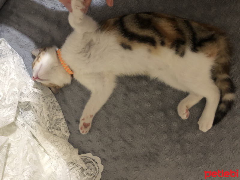 Tekir Kedi, Kedi  Mocha fotoğrafı