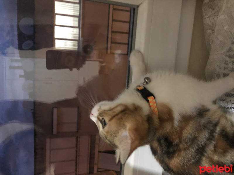 Tekir Kedi, Kedi  Mocha fotoğrafı