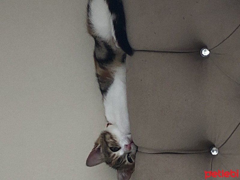 Tekir Kedi, Kedi  Mocha fotoğrafı