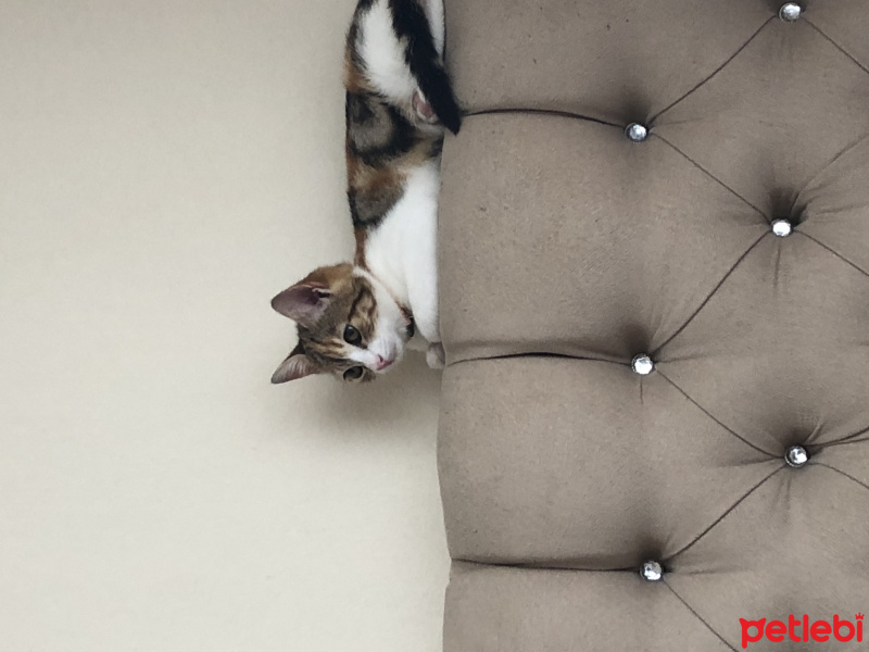 Tekir Kedi, Kedi  Mocha fotoğrafı