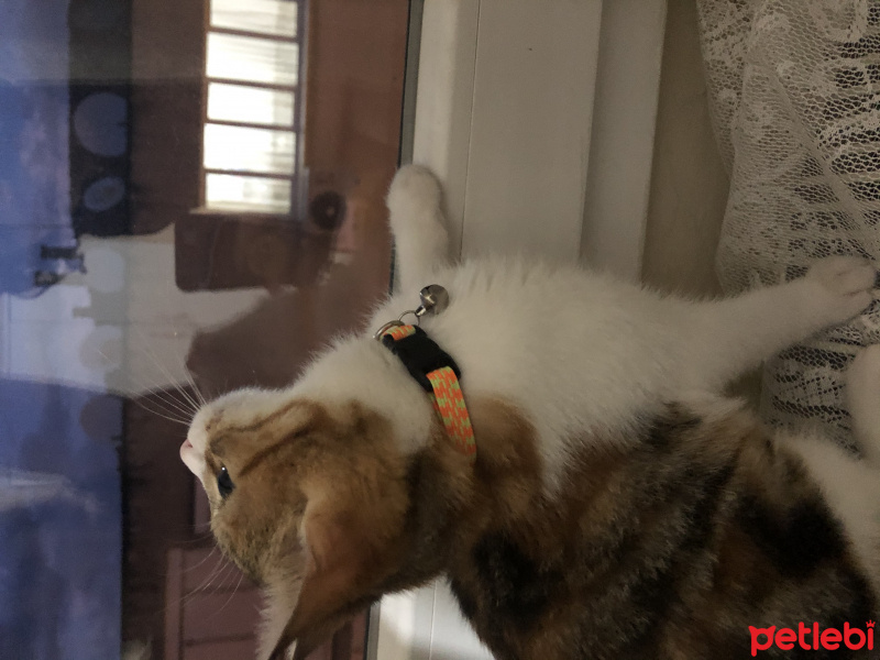 Tekir Kedi, Kedi  Mocha fotoğrafı