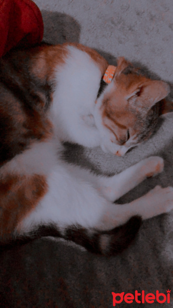 Tekir Kedi, Kedi  Mocha fotoğrafı