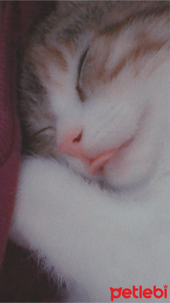 Tekir Kedi, Kedi  Mocha fotoğrafı