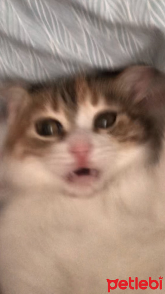 Tekir Kedi, Kedi  Mocha fotoğrafı