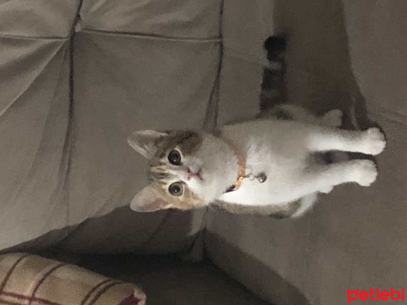 Tekir Kedi, Kedi  Mocha fotoğrafı