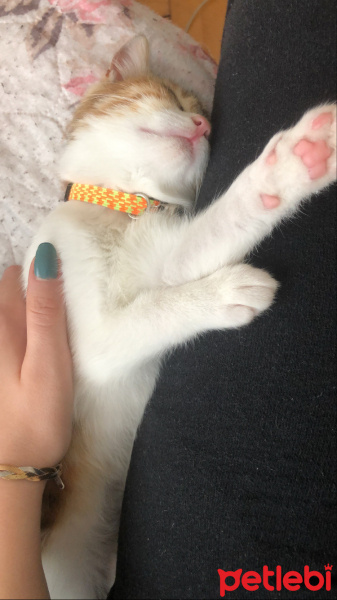 Tekir Kedi, Kedi  Mocha fotoğrafı