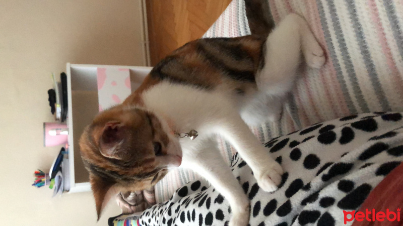 Tekir Kedi, Kedi  Mocha fotoğrafı