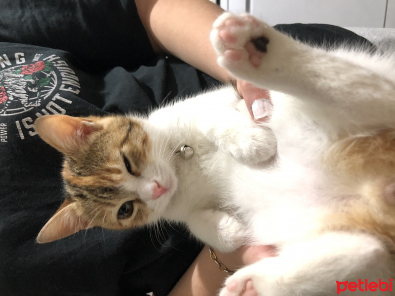 Tekir Kedi, Kedi  Mocha fotoğrafı